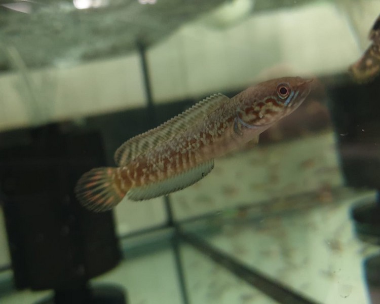 Blue Rainbow Snakehead ~ 4cm